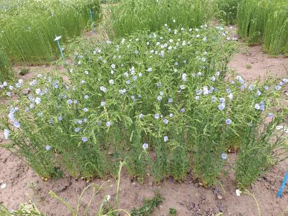 Click for 1 image(s) for this accession.